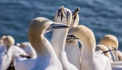 九游官网pc-开拓者进攻受阻主场败给公牛，开拓者vs公牛全场回放